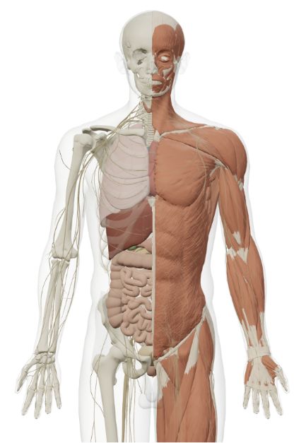 Current Body in View split body with skeleton, organs, muscles and nerves.